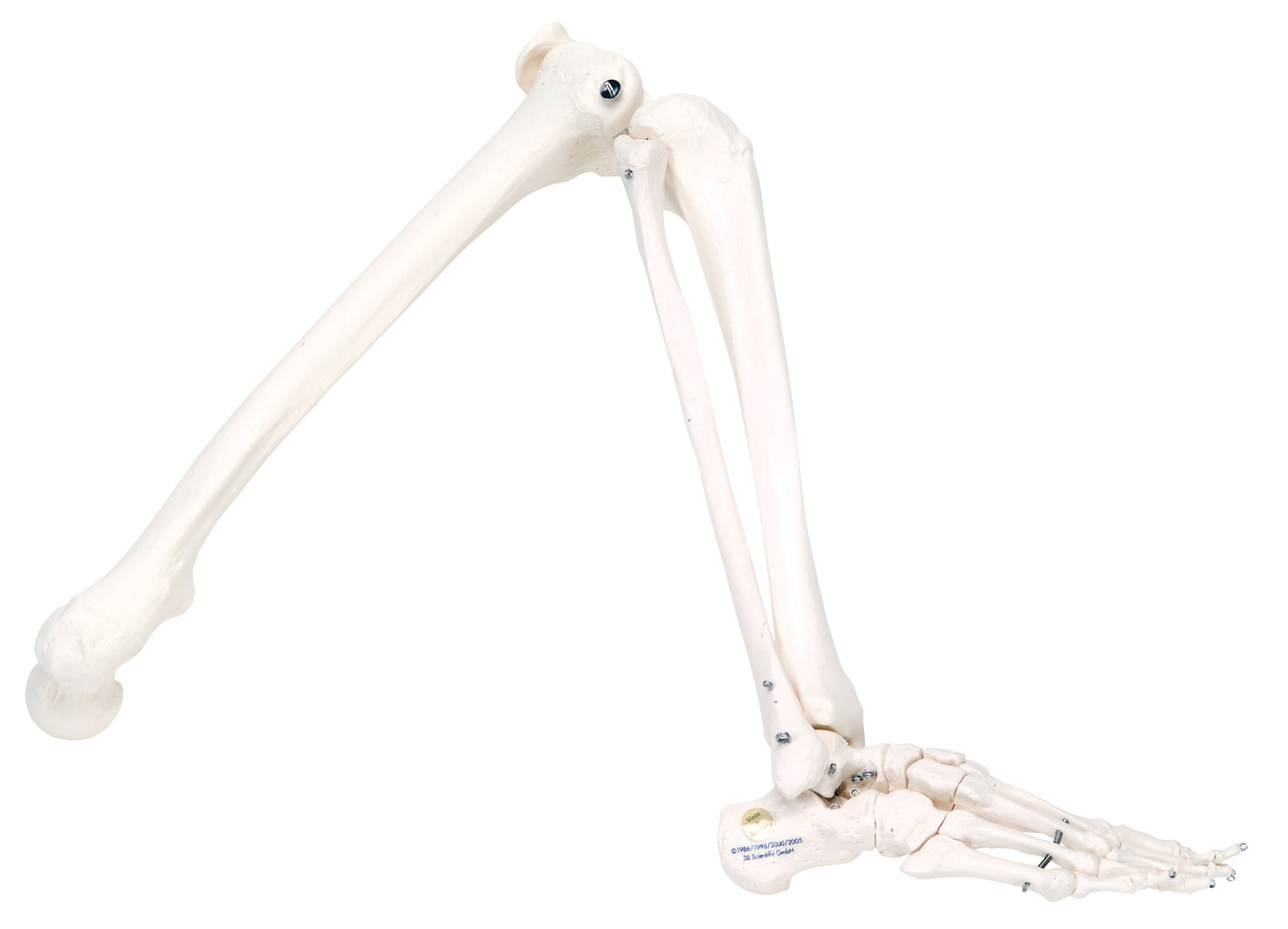 3B Scientific Anatomical Model - loose bones, leg skeleton (wire) - Includes 3B Smart Anatomy