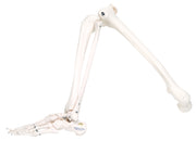 3B Scientific Anatomical Model - loose bones, leg skeleton (wire) - Includes 3B Smart Anatomy