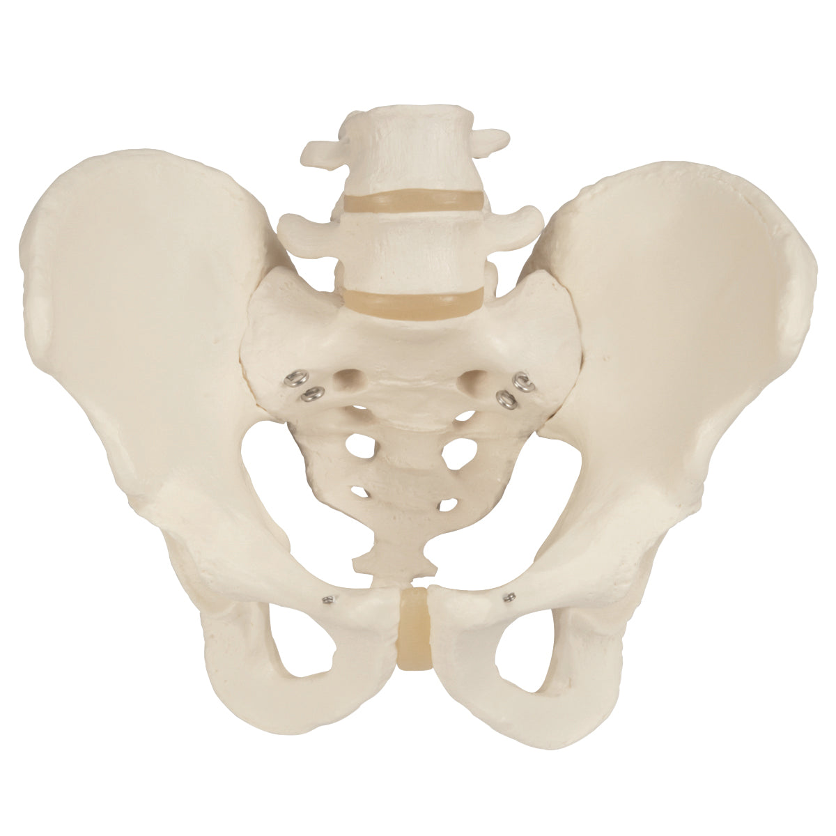 3B Scientific Anatomical Model - Male Pelvic Skeleton - Includes 3B Smart Anatomy