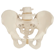3B Scientific Anatomical Model - Male Pelvic Skeleton - Includes 3B Smart Anatomy