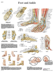 Anatomical Chart - foot & ankle, paper