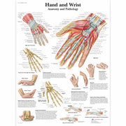 Anatomical Chart - hand & wrist, paper