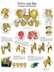 Anatomical Chart - hip & pelvis, laminated