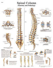 Anatomical Chart - spinal column, sticky back