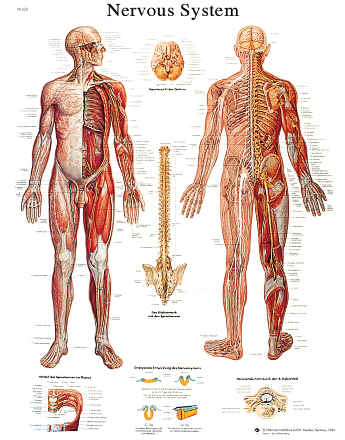 Anatomical Chart - nervous system chart, sticky back