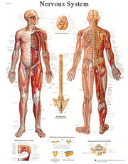 Anatomical Chart - nervous system chart, sticky back
