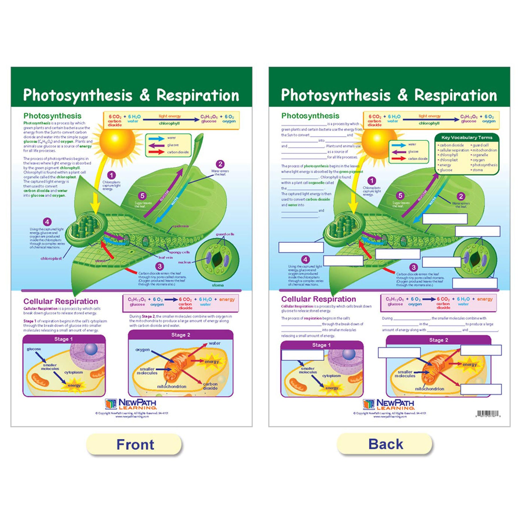 Cells Bulletin Board Chart Set, Grades 3-5