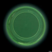 9" Glow In The Dark Flying Disc - 12 Pieces