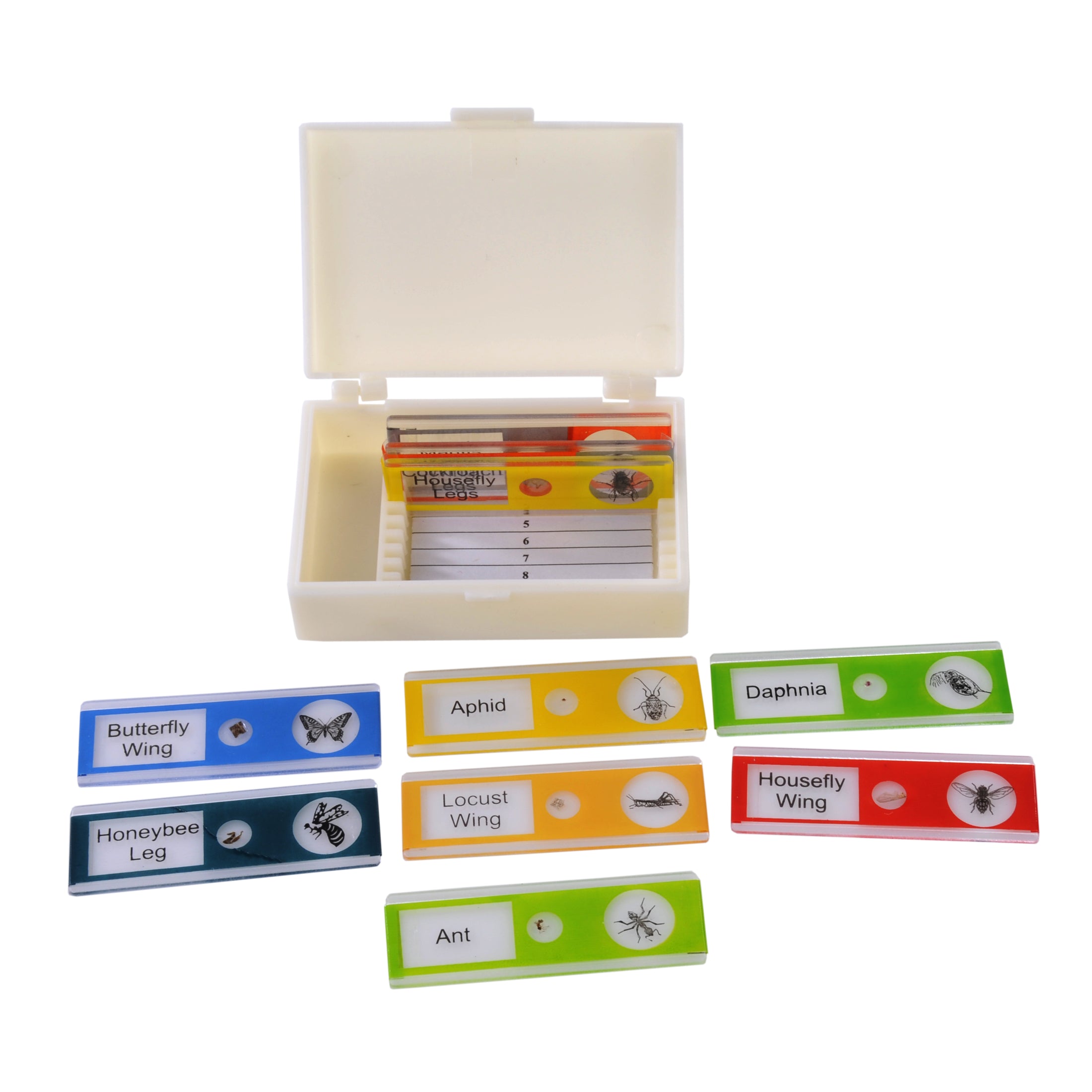 Microscope Slide Set, Plastic, Insect Set 10 slides