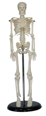Skeleton 17" Desktop 42cm with stand.