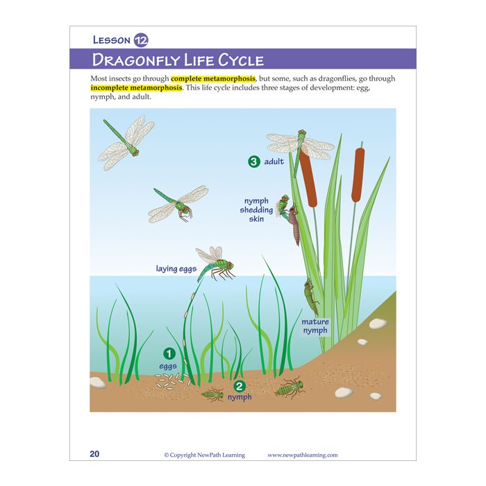 Growth & Development of Plants & Animals - With Multimedia Link