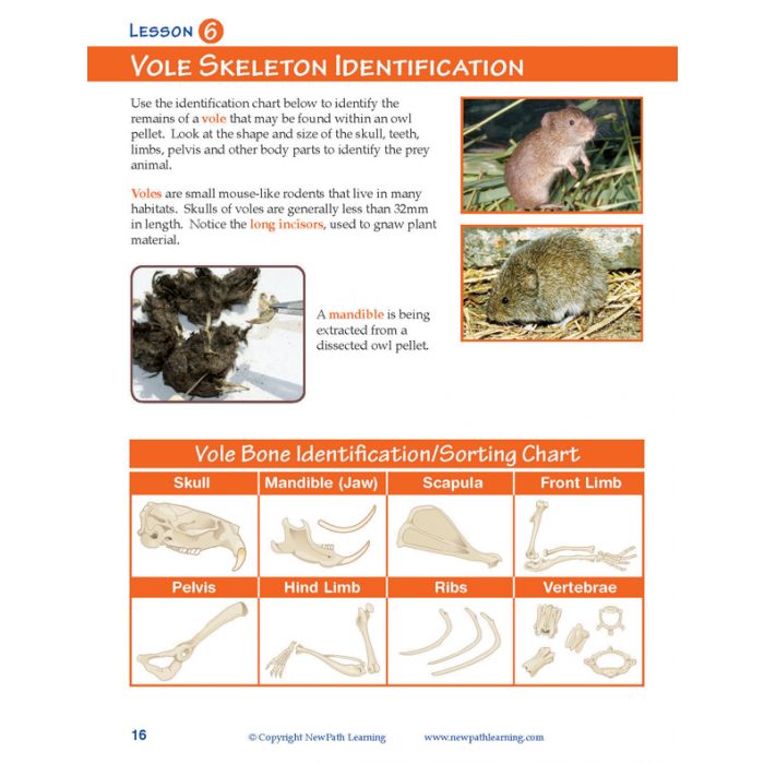 Owls & Owl Pellet Dissection Resource Guide - Set of 10
