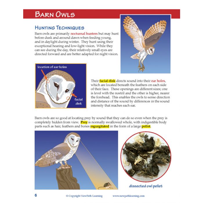 Owls & Owl Pellet Dissection Resource Guide - Set of 10