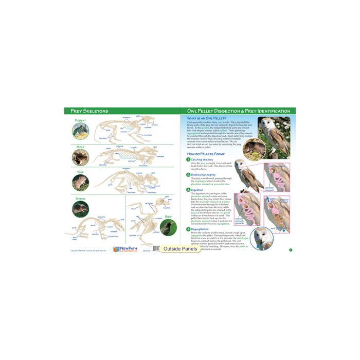 Owl Pellet Dissection & Prey Identification Visual Learning Guide - Set of 10