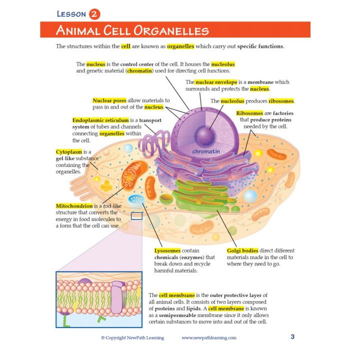 All About Cells Student Learning Guide with Multimedia link - Set of 10