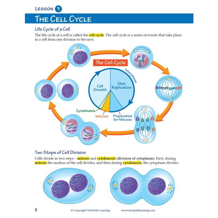 Mitosis Student Learning Guide with Multimedia link - Set of 10
