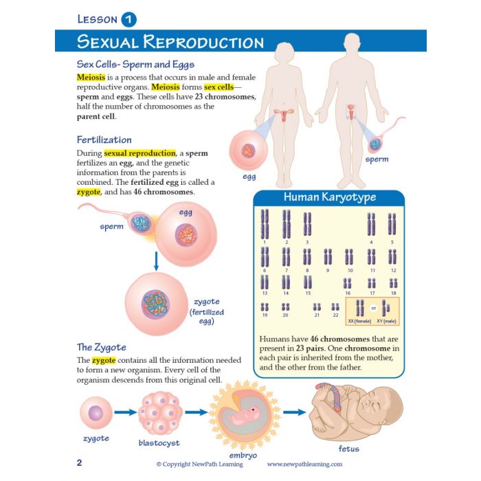 Meiosis Student Learning Guide with Multimedia link - Set of 10