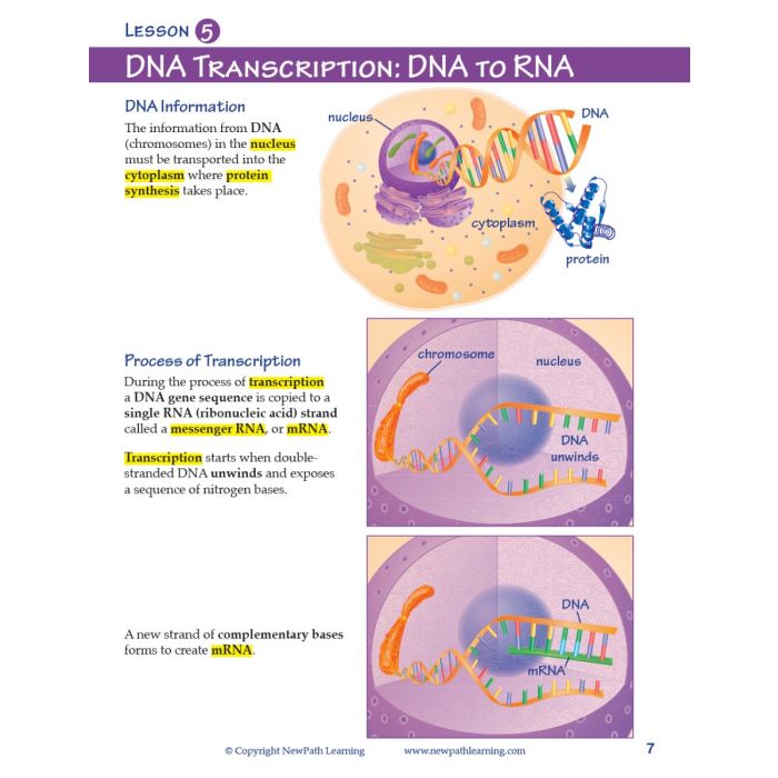 Chromosomes, Genes & DNA Student Learning Guide with Multimedia link - Set of 10