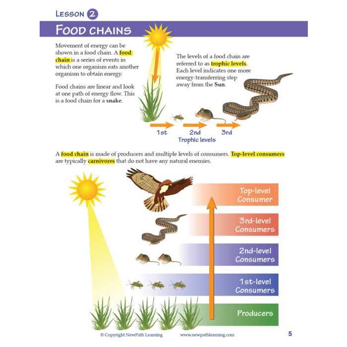 Food Chains & Food Webs Student Learning Guide with Multimedia link - Set of 10