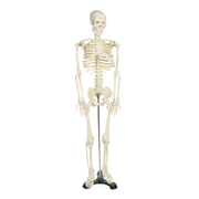 Skeleton 34", 85cm with stand.