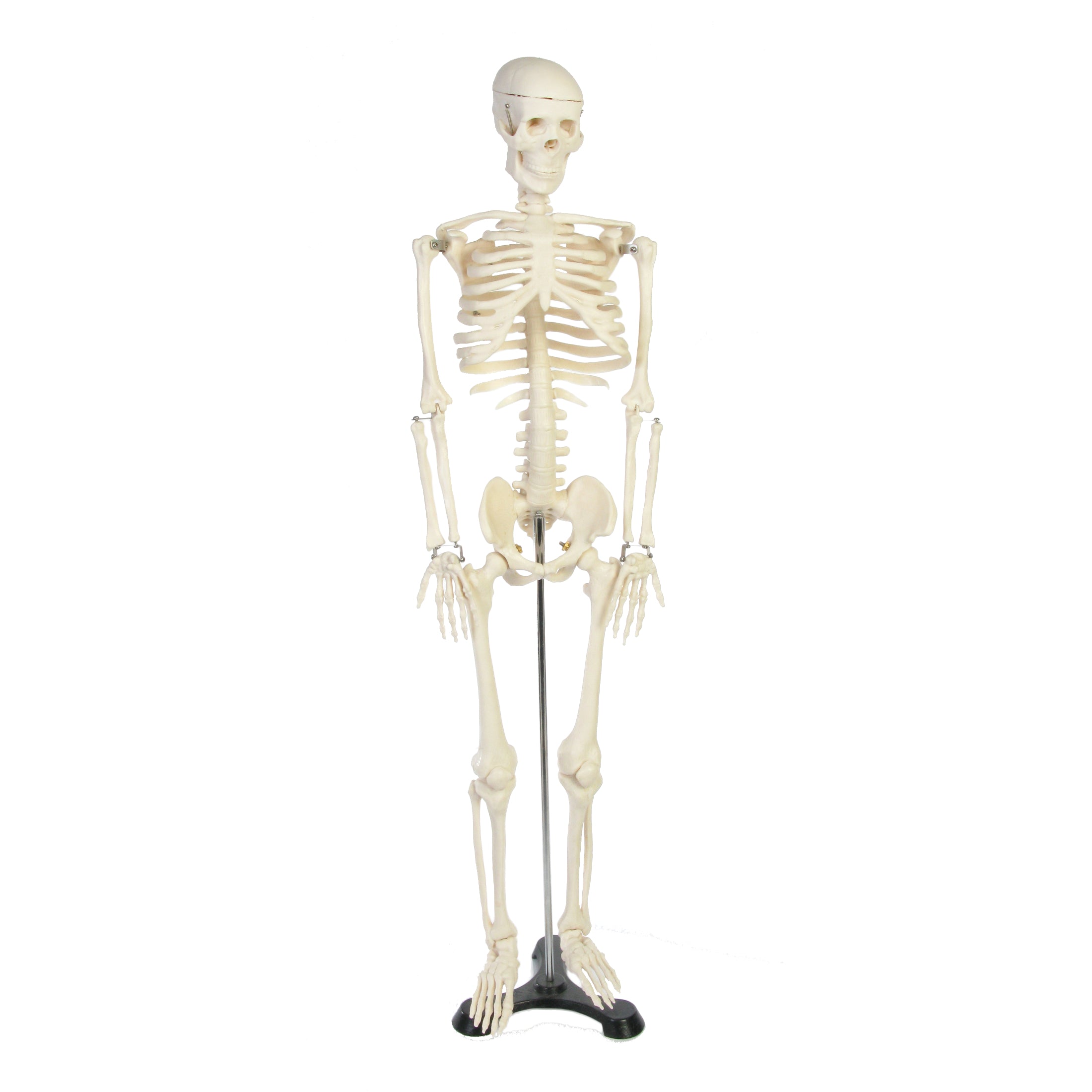 Skeleton 34", 85cm with stand.