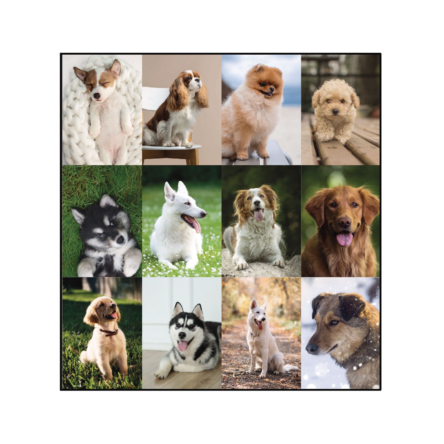 Blueline Man's Best Friend Dogs Desk Pad Calendar
