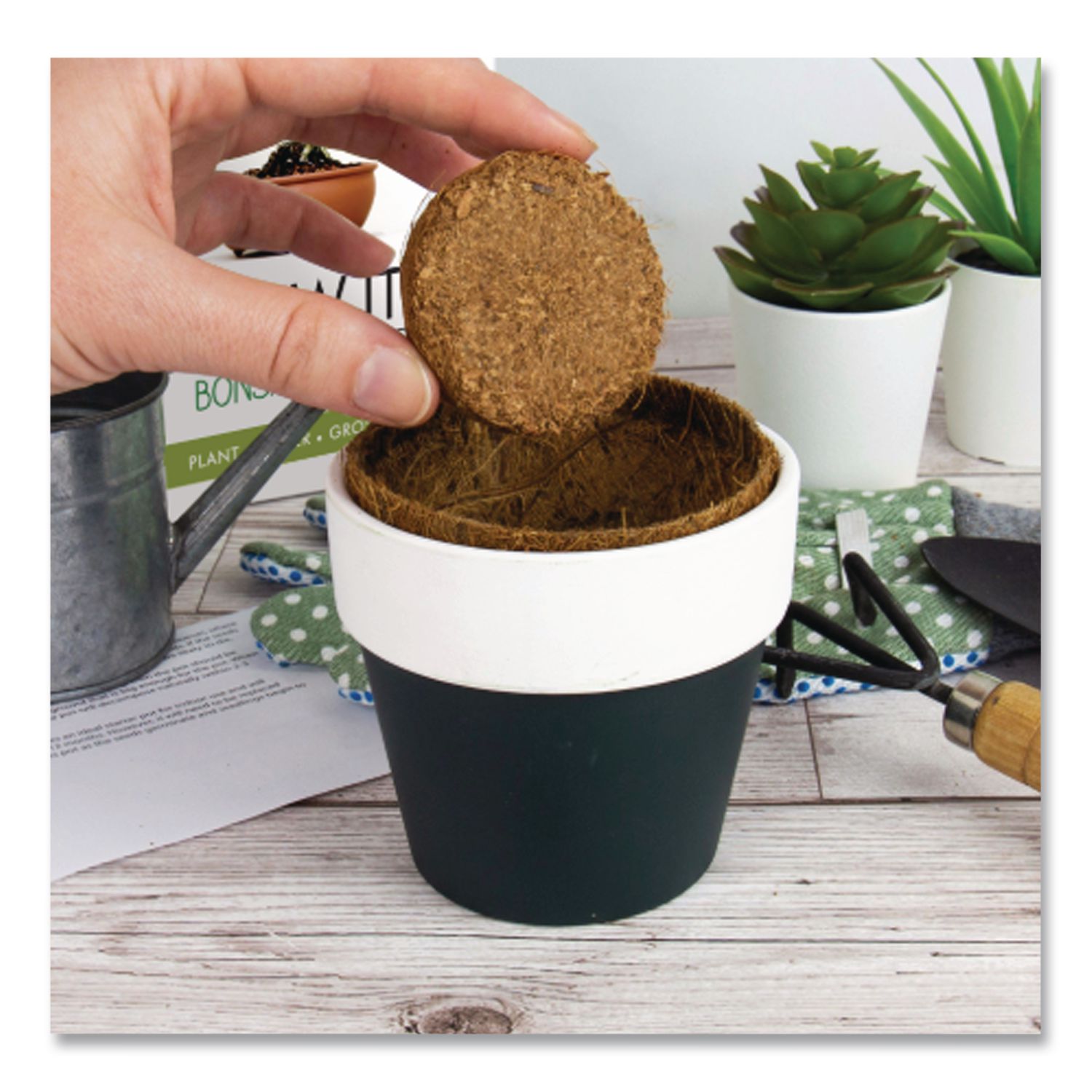 Bonsai Tree Grow Kit