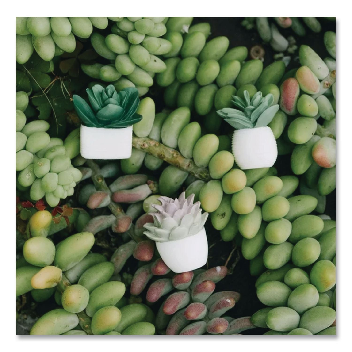 Succulent Push Pins, Green, 9/Pack
