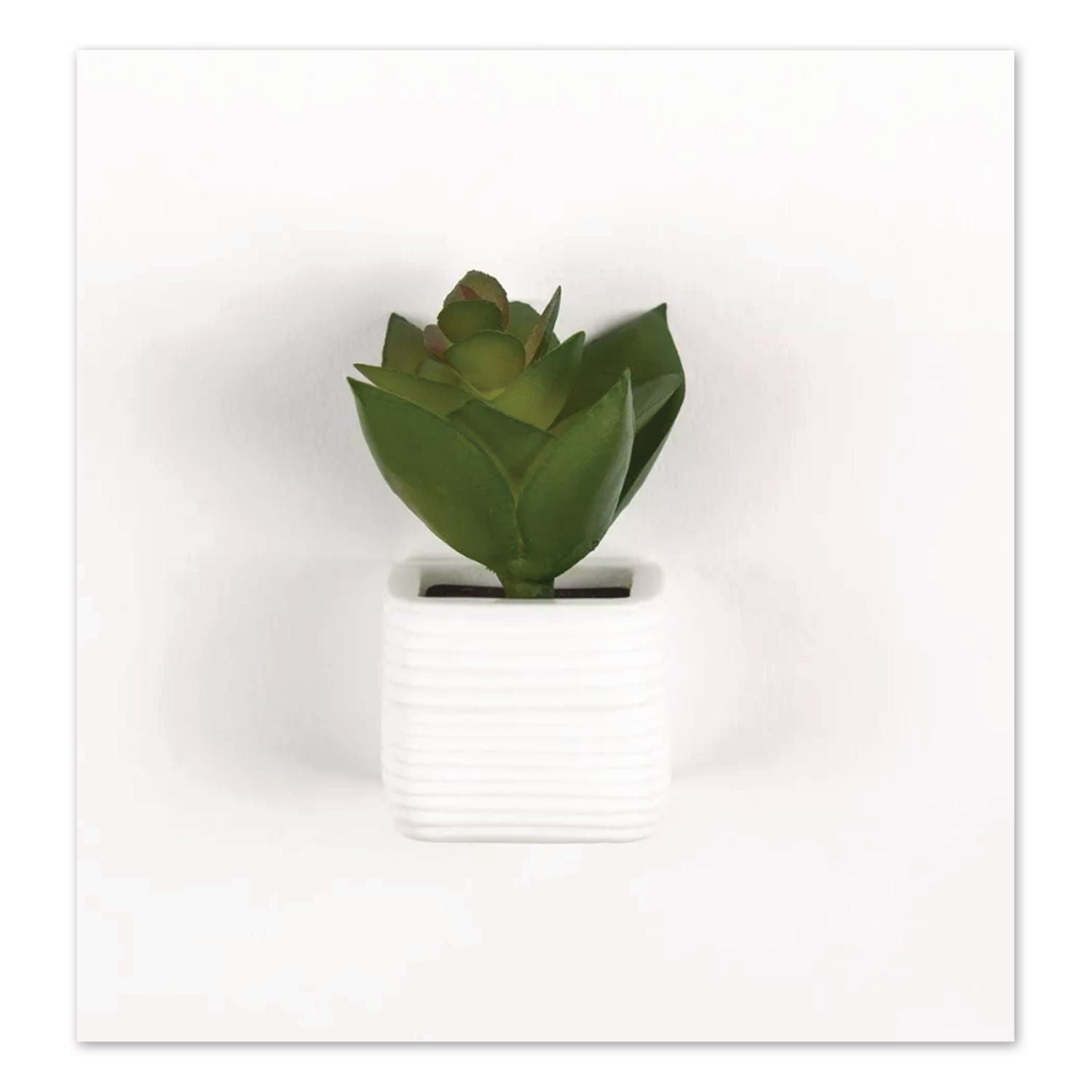 Mini Succulent Fashion Magnet Set, Assorted Colors/3 Designs, 12/Pack