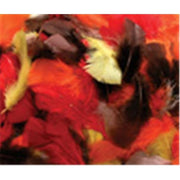 Asst Quill Feathers Fall Color