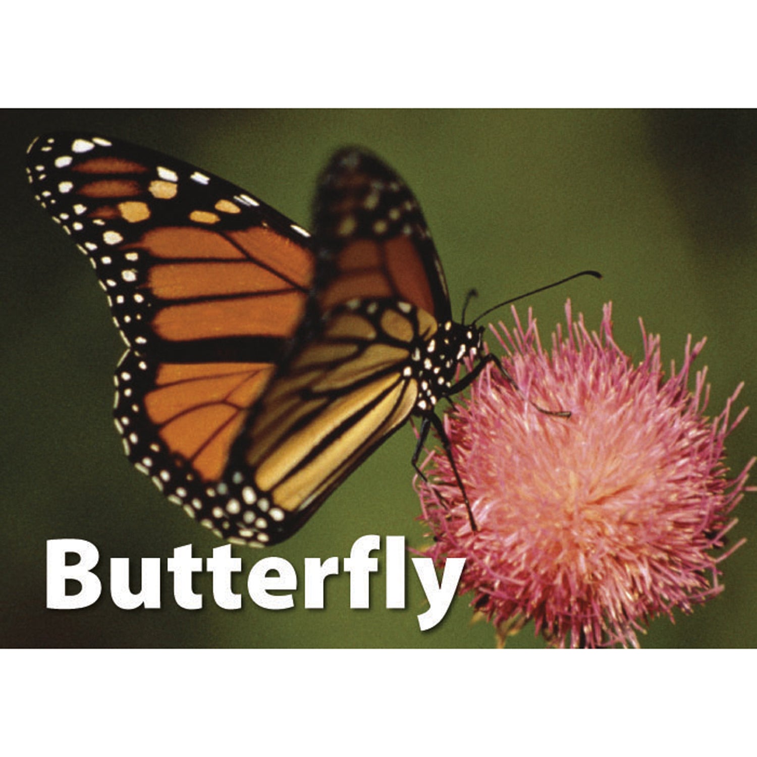 Photographic Memory Matching Game, Insects & Bugs