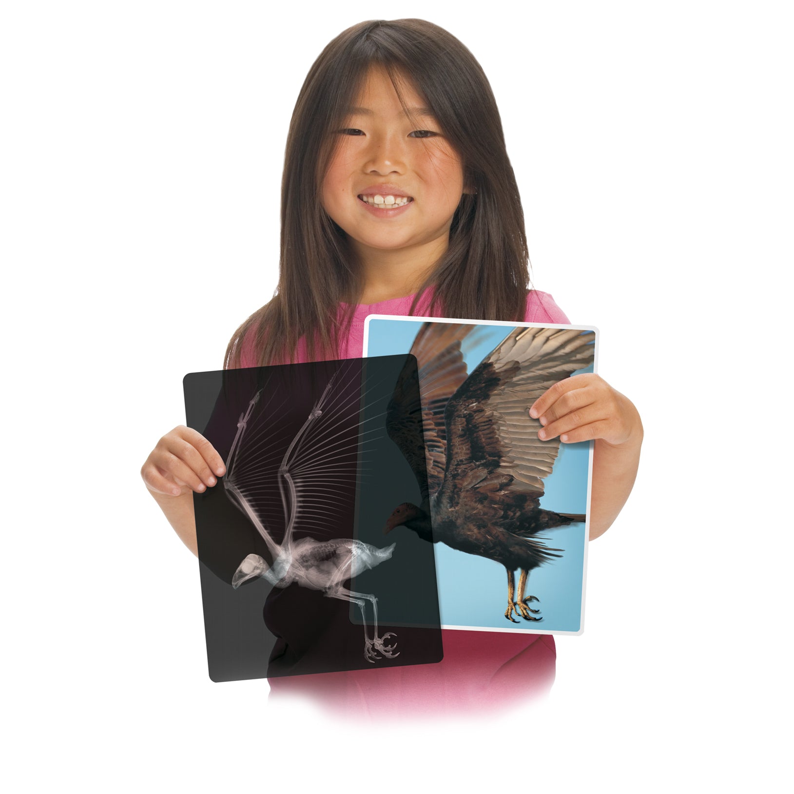 Animal X-Ray Set, Set of 14