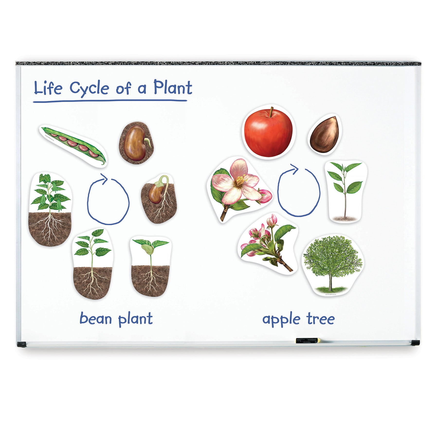 Giant Magnetic Plant Life Cycle, Set of 12