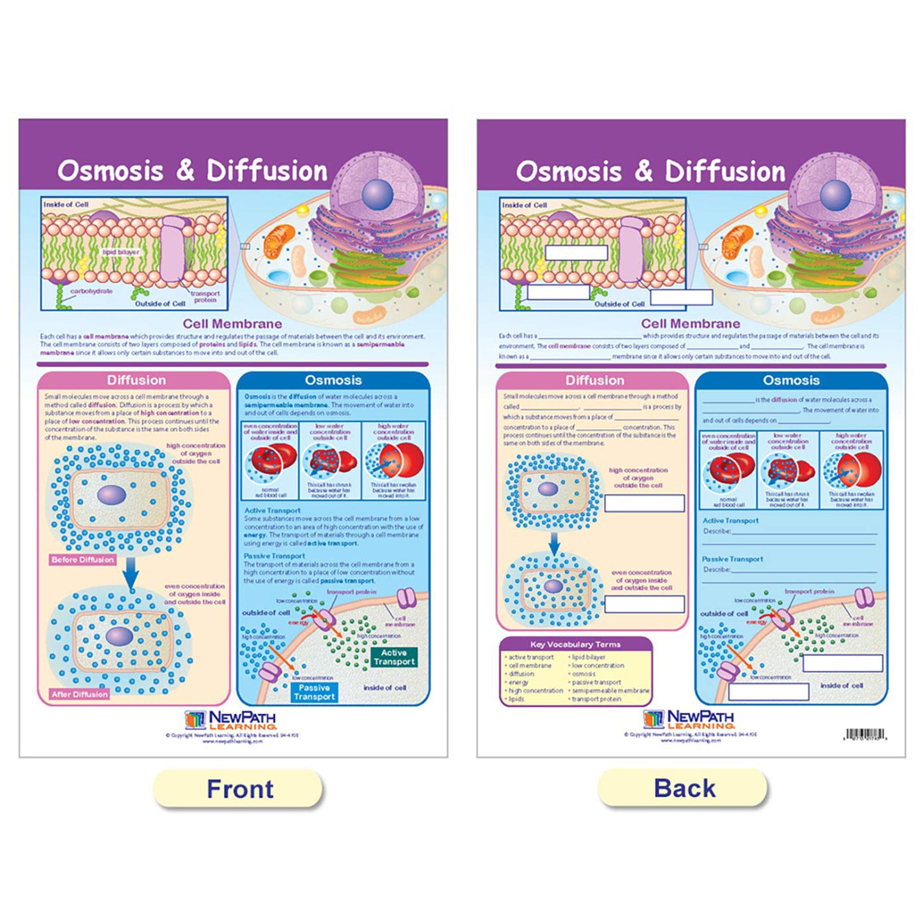 Cells Bulletin Board Chart Set, Grades 3-5