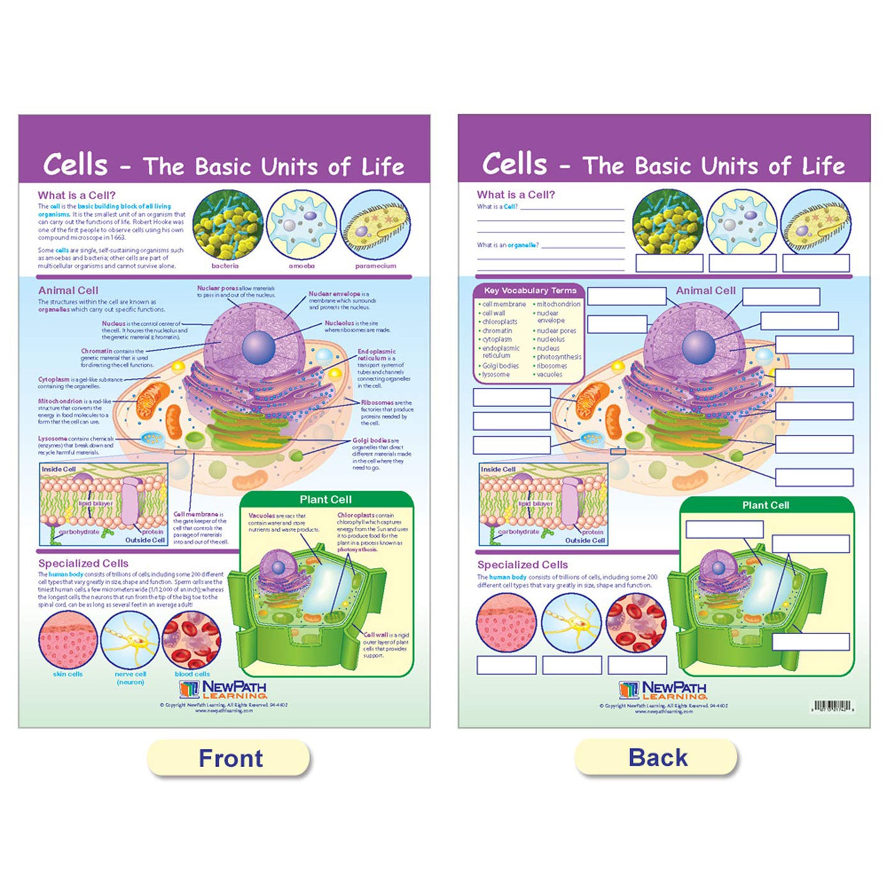 Cells Bulletin Board Chart Set, Grades 3-5