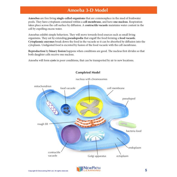 Amoeba 3-D Model Kit