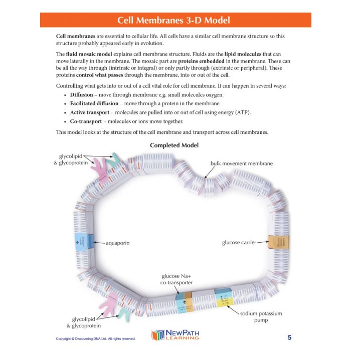 Cell Membranes 3-D Model Kit