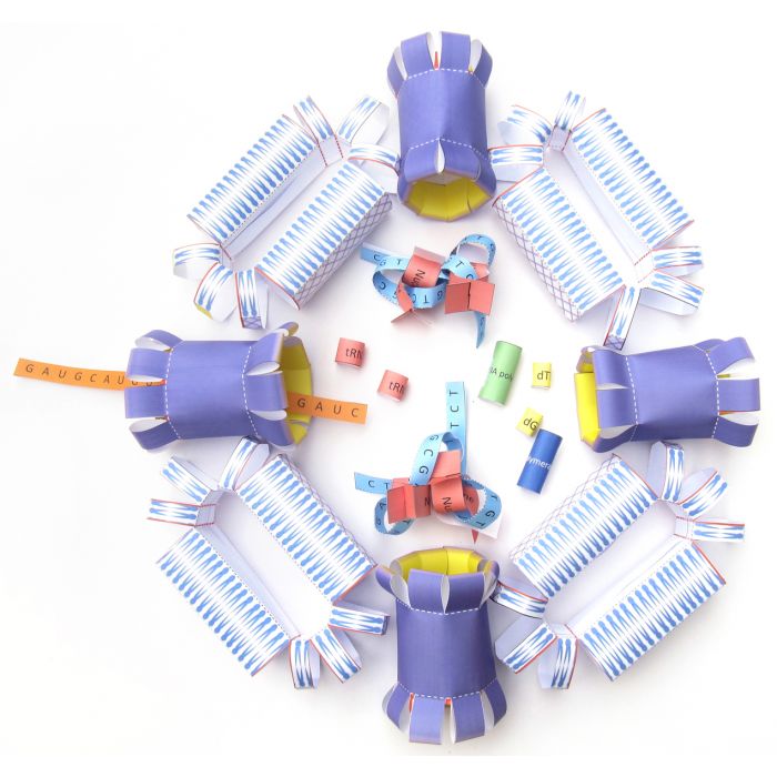 Cell Nucleus 3-D Model Kit