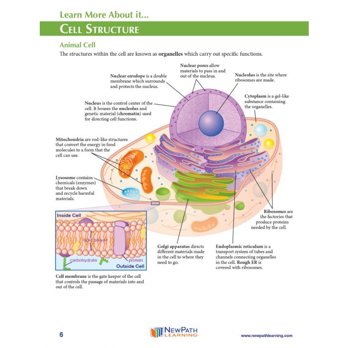 Cell Nucleus 3-D Model Kit