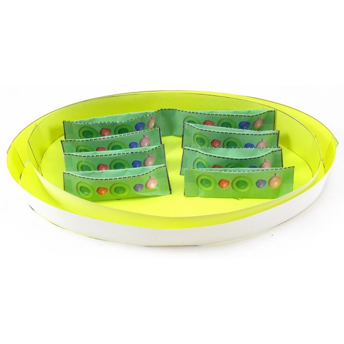 Chloroplasts 3-D Model Kit
