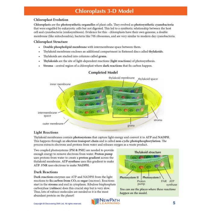 Chloroplasts 3-D Model Kit
