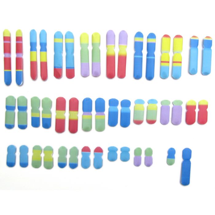 Chromosomes 3-D Model Kit
