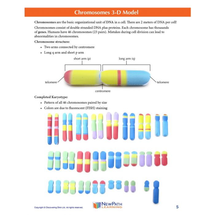 Chromosomes 3-D Model Kit