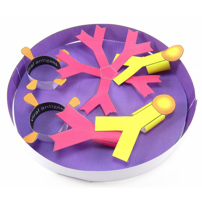 Coronavirus Antibody Test 3-D Model Kit
