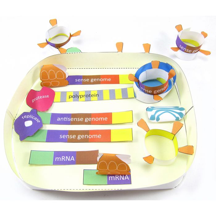 Coronavirus Cycle 3-D Model Kit