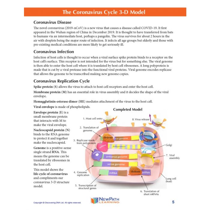 Coronavirus Cycle 3-D Model Kit