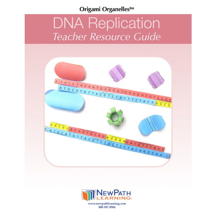 DNA Replication 3-D Model Kit