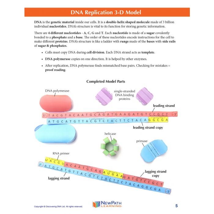 DNA Replication 3-D Model Kit
