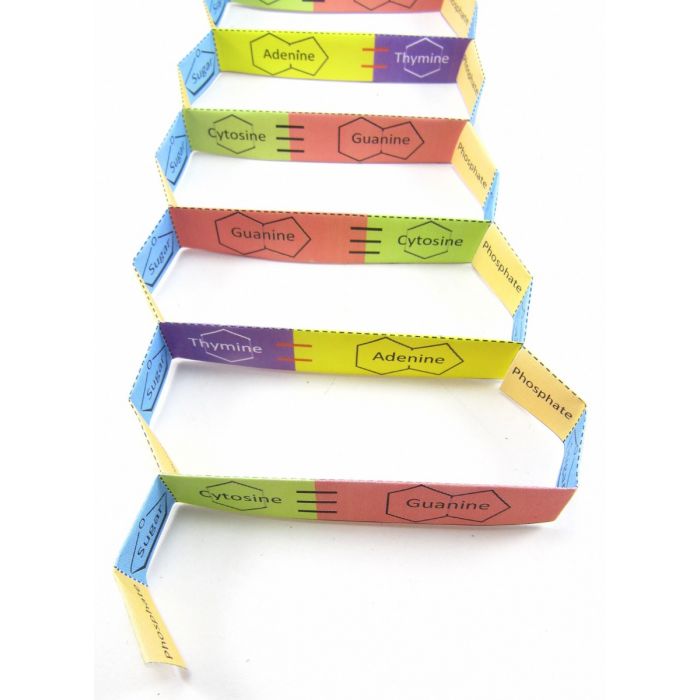 DNA structure  3-D Model Kit