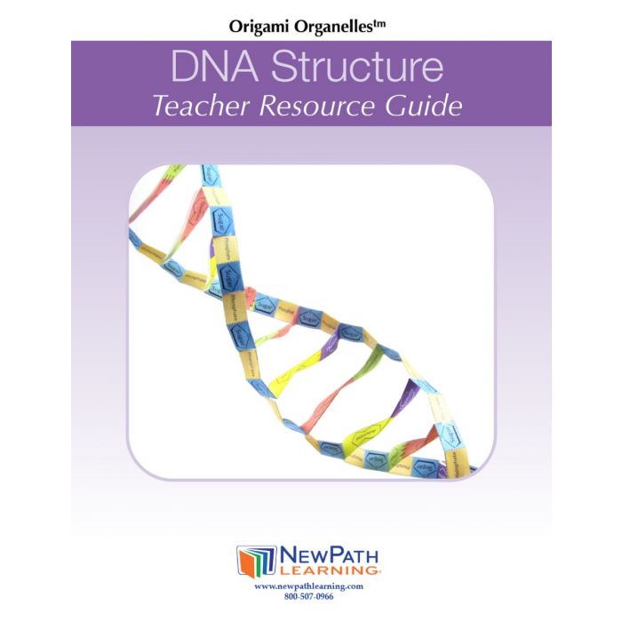 DNA structure  3-D Model Kit